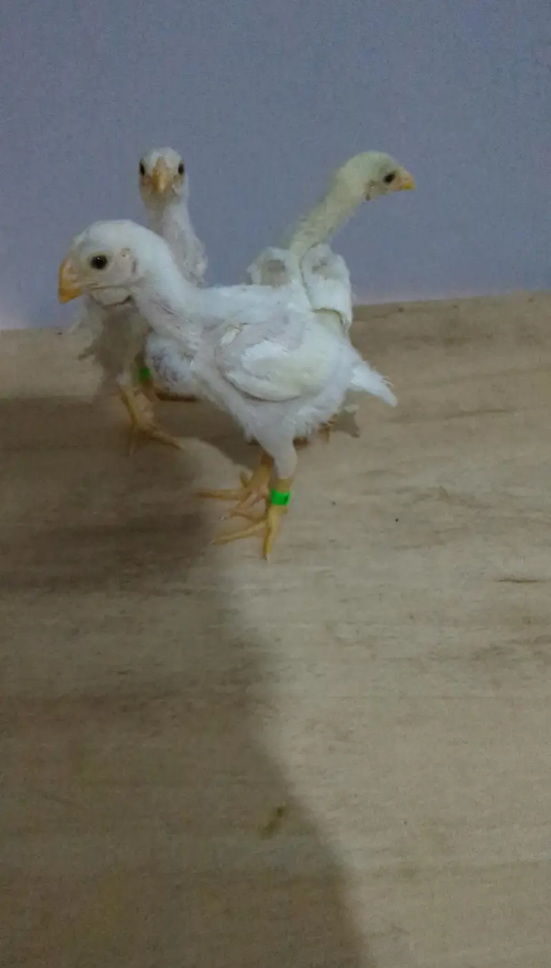 Indian Parrot Beak Chicks & Heera Aseel & Oh Shamo — photo 3
