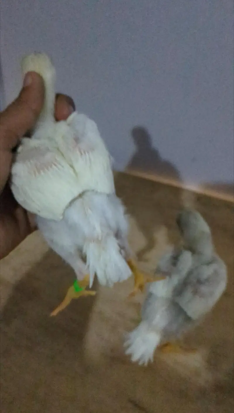 Indian Parrot Beak Chicks & Heera Aseel & Oh Shamo — photo 4