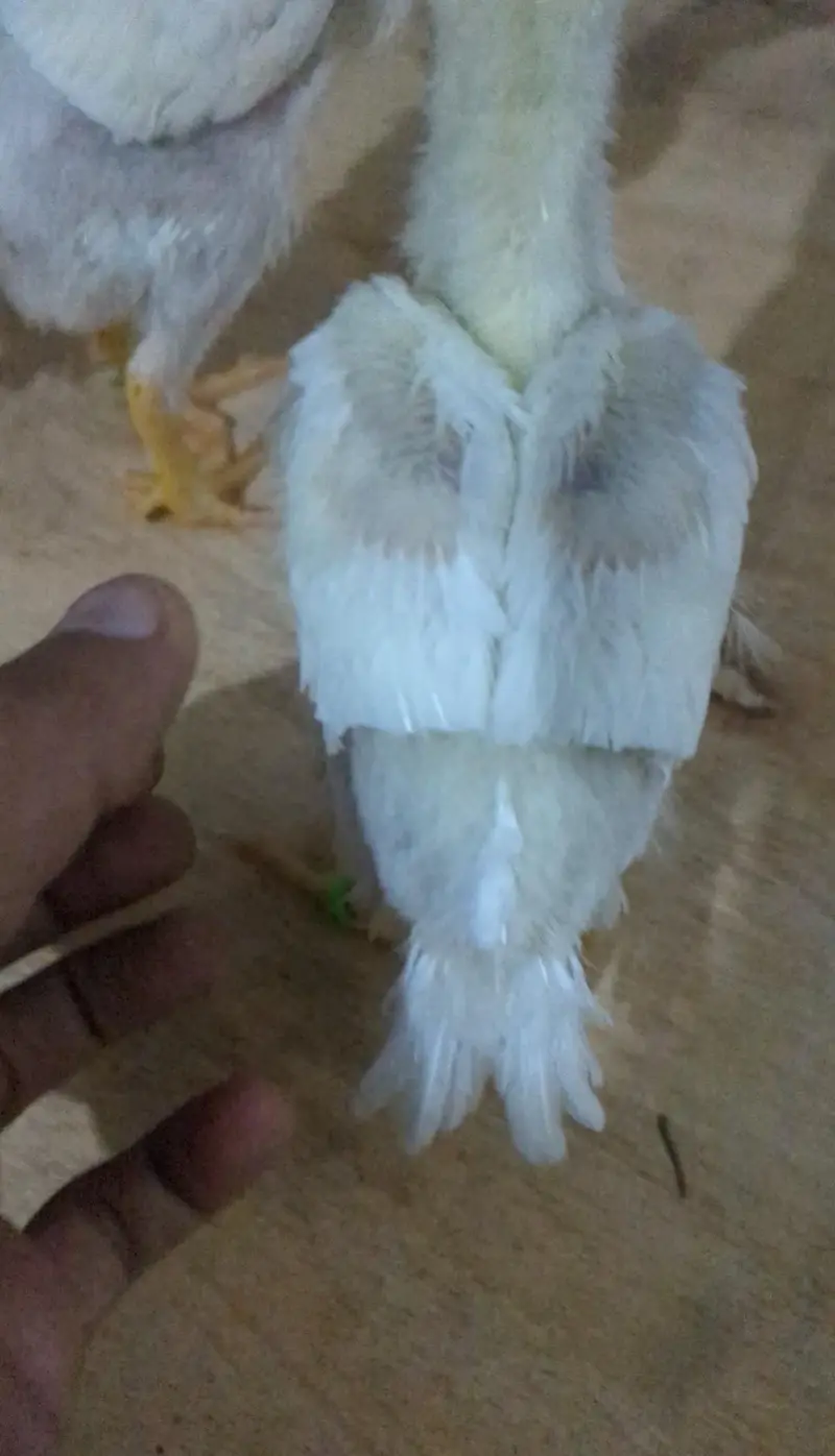 Indian Parrot Beak Chicks & Heera Aseel & Oh Shamo — photo 5