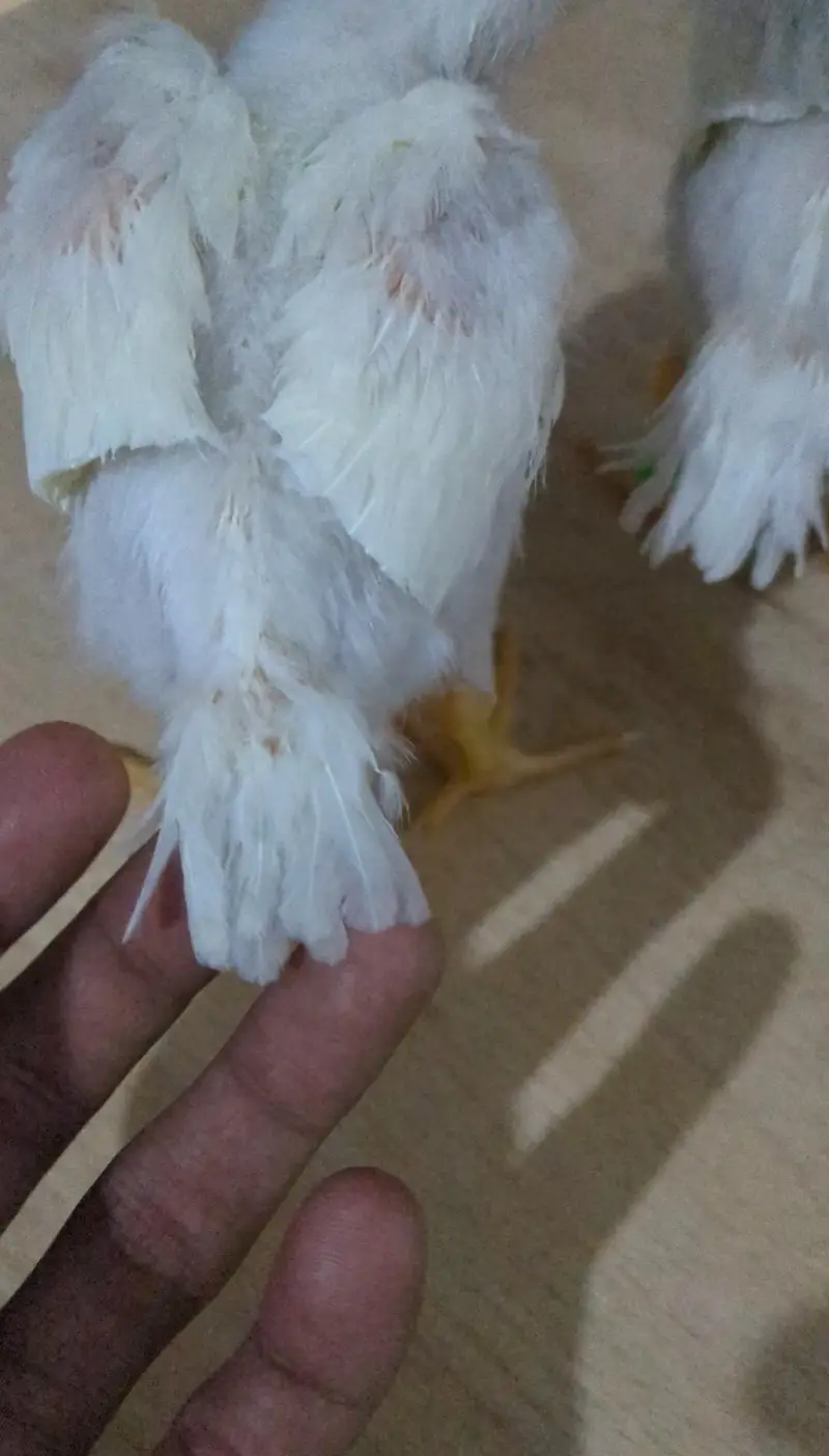 Indian Parrot Beak Chicks & Heera Aseel & Oh Shamo — photo 6