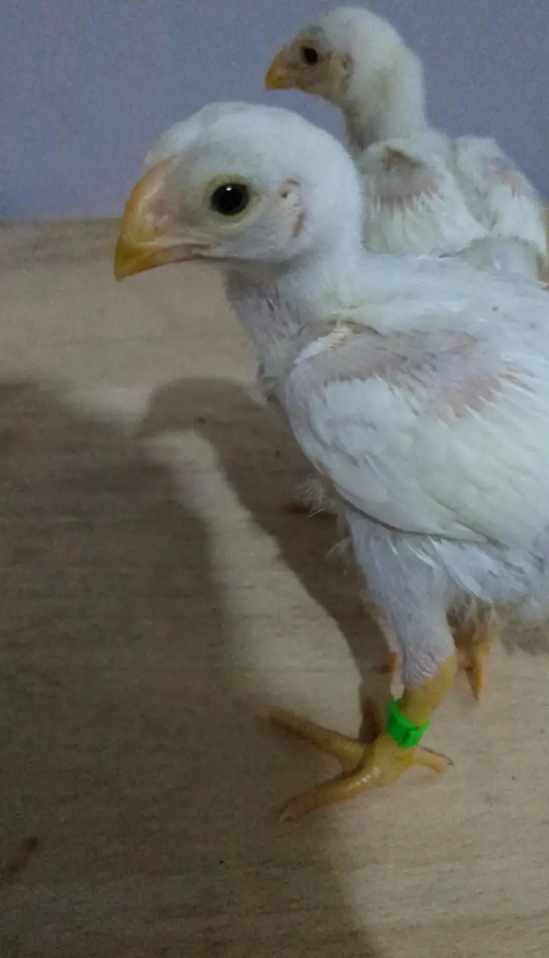 Indian Parrot Beak Chicks & Heera Aseel & Oh Shamo — photo 7