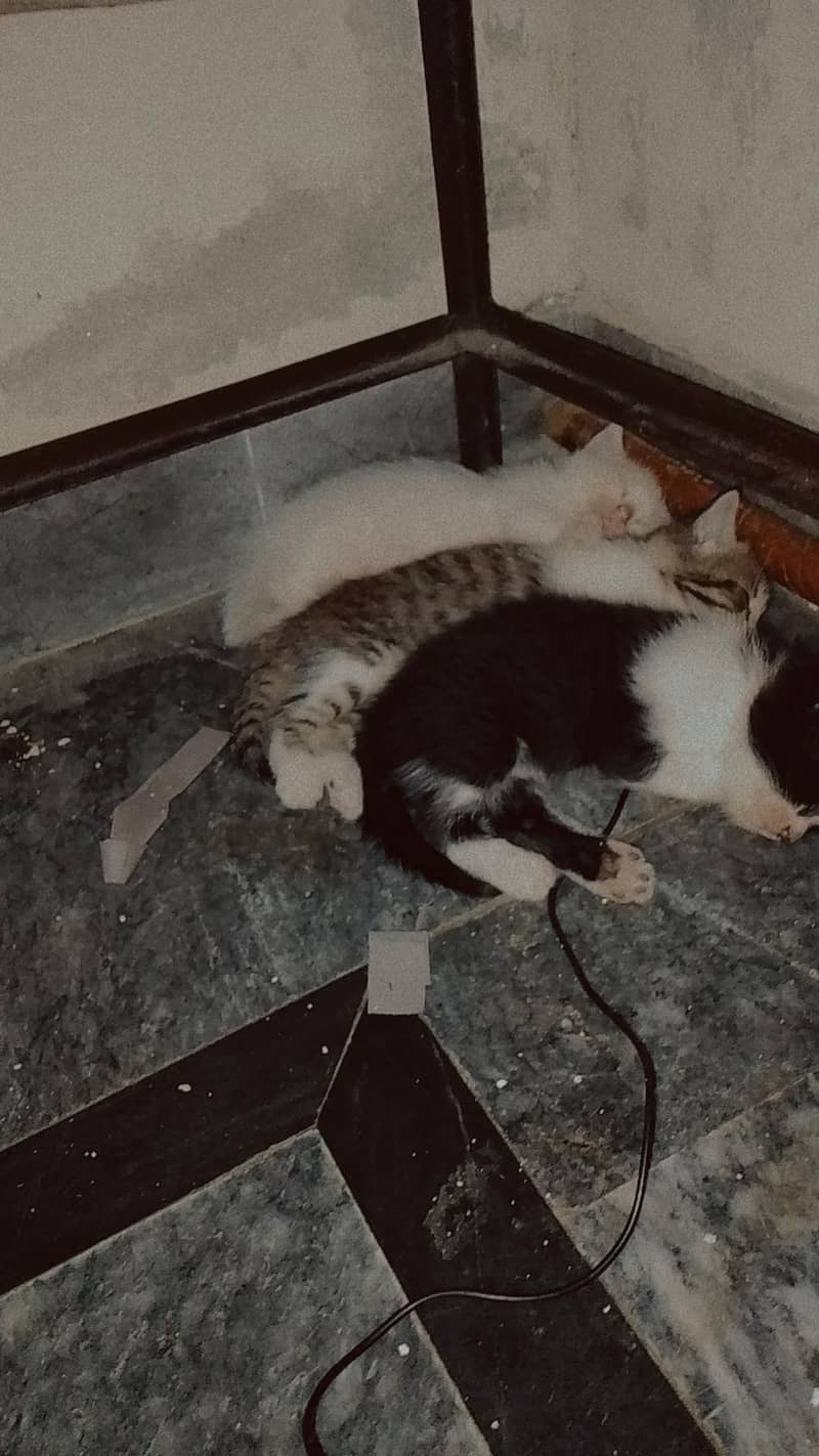 persian cats 0