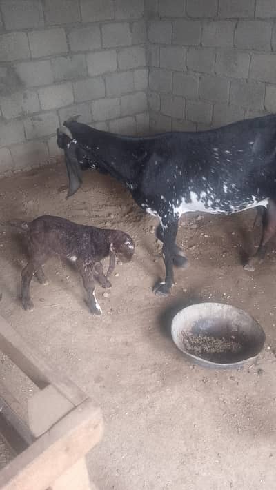 Goat milk