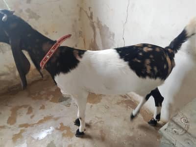 kamori bakri for sale