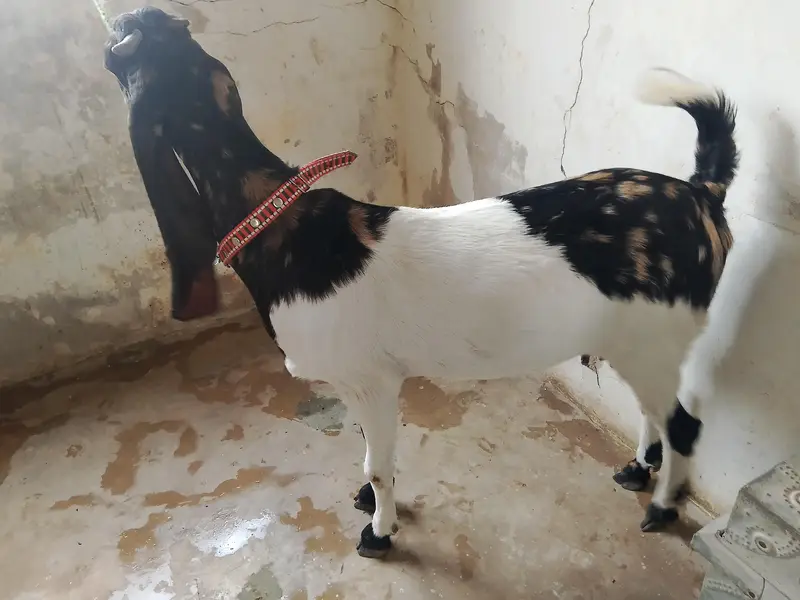 kamori bakri for sale — photo 2
