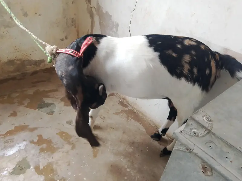 kamori bakri for sale — photo 3