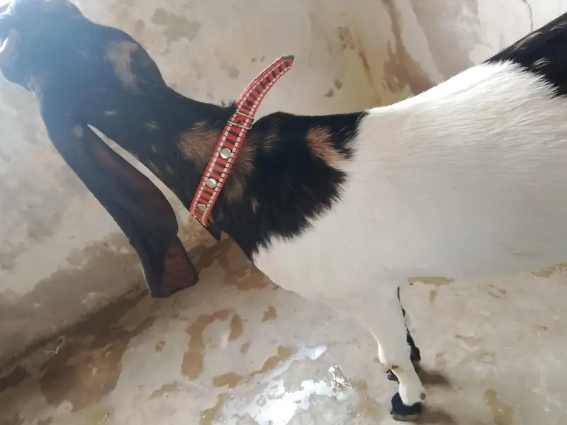 kamori bakri for sale — photo 4