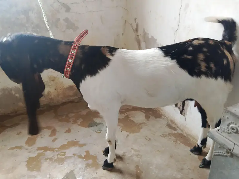 kamori bakri for sale — photo 5