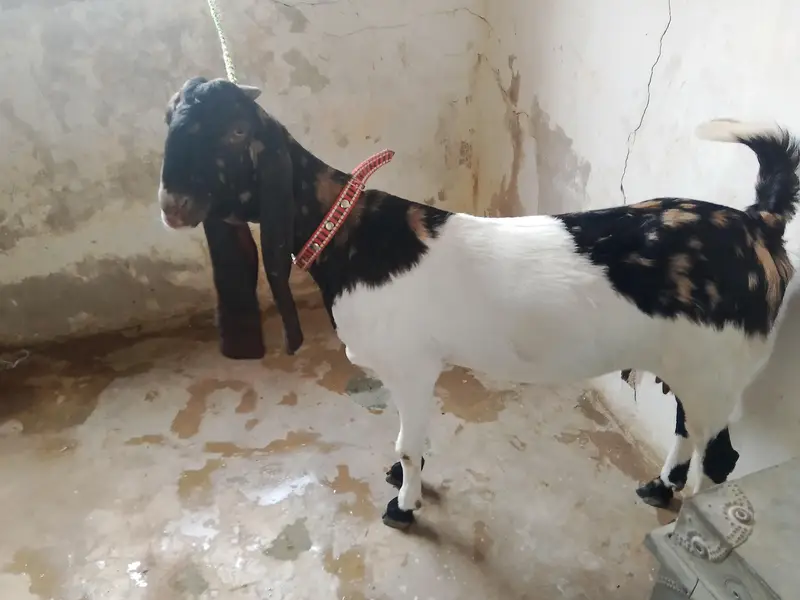 kamori bakri for sale — photo 6