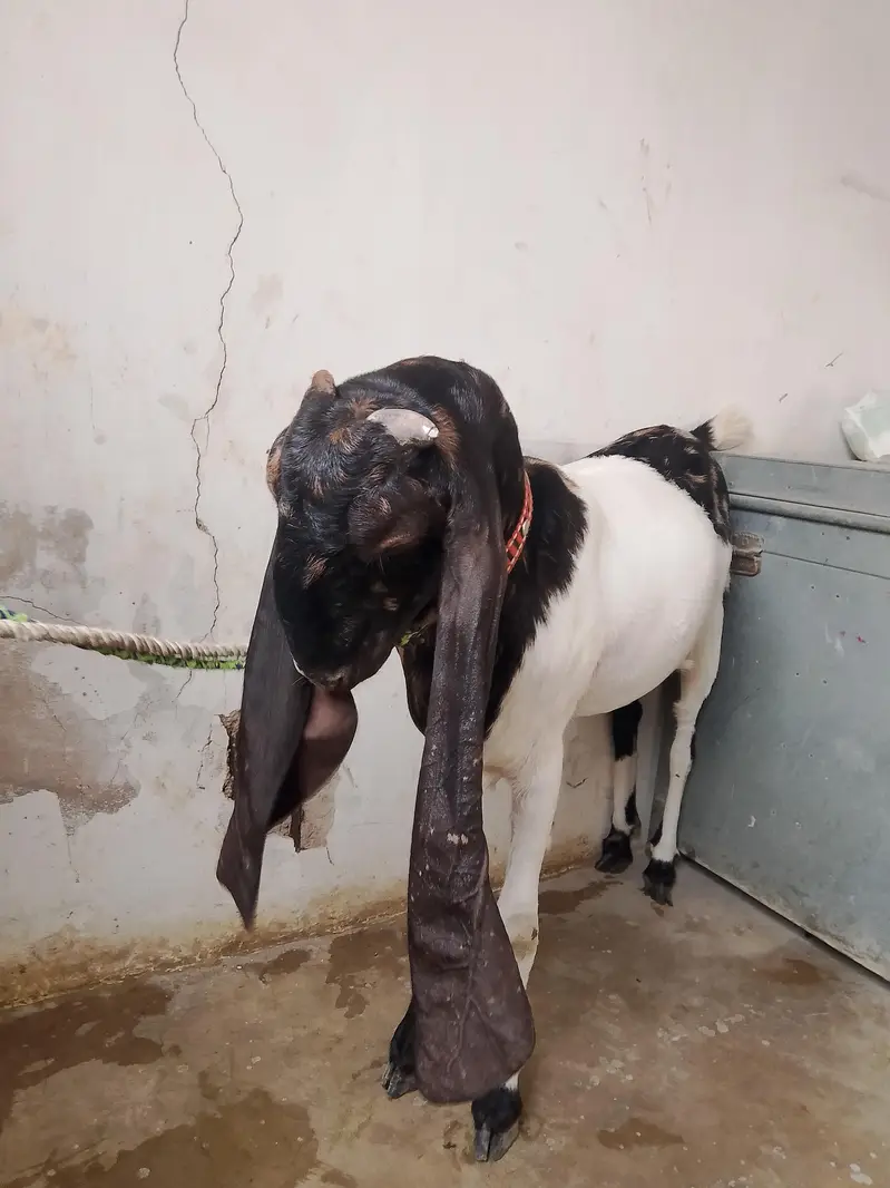 kamori bakri for sale — photo 7