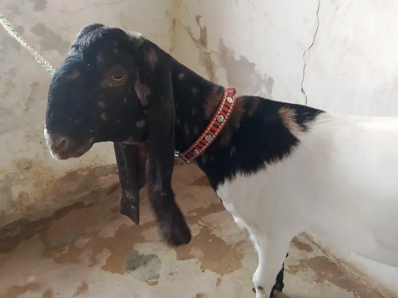 kamori bakri for sale — photo 8