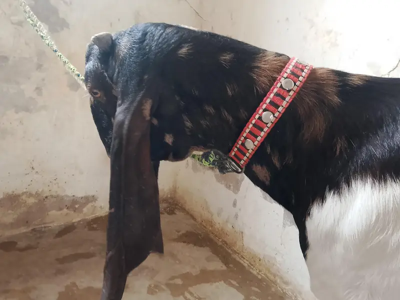 kamori bakri for sale — photo 10