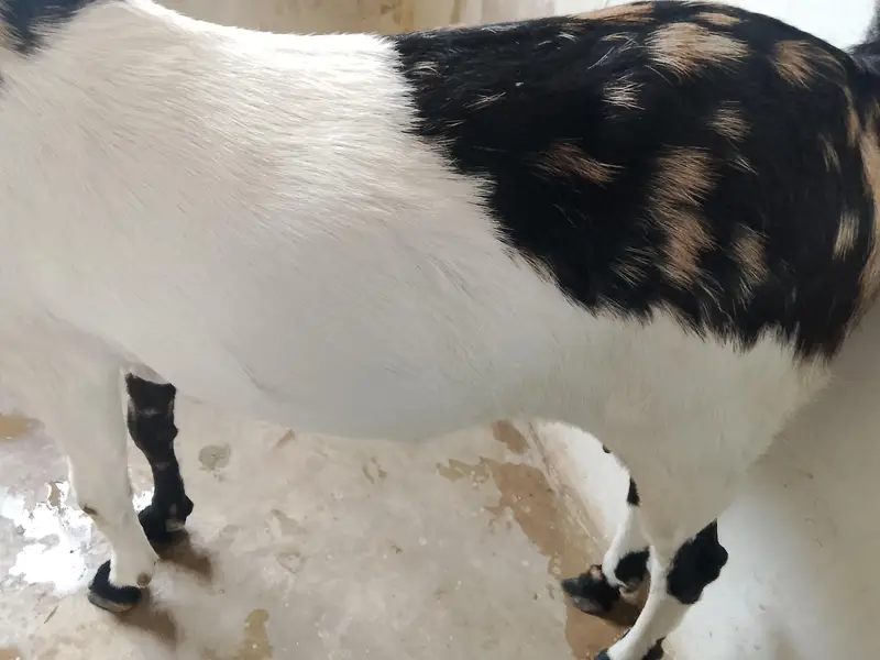 kamori bakri for sale — photo 11