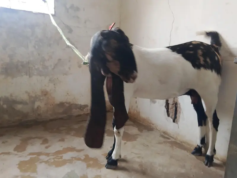 kamori bakri for sale — photo 12