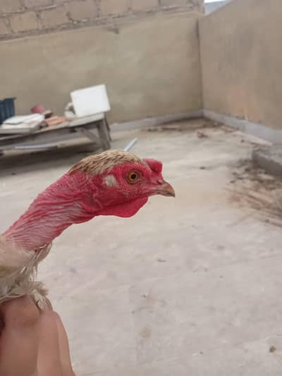 ganji Heera murgi