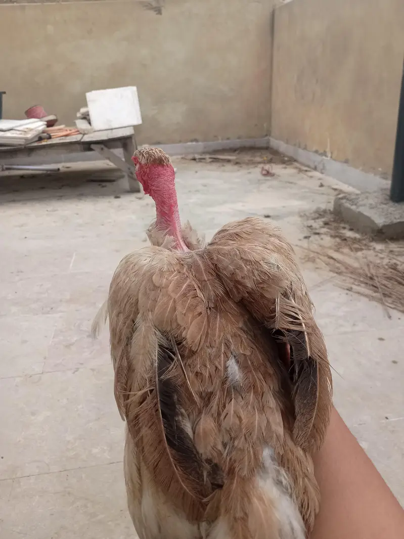 ganji Heera murgi — photo 3