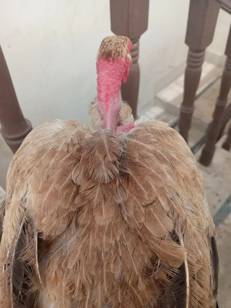 ganji Heera murgi — photo 4