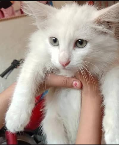 Cute, And Friendly Semi Persion Kitten Male Active And Playful
