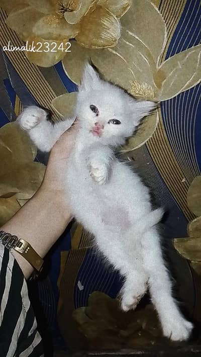 Persian