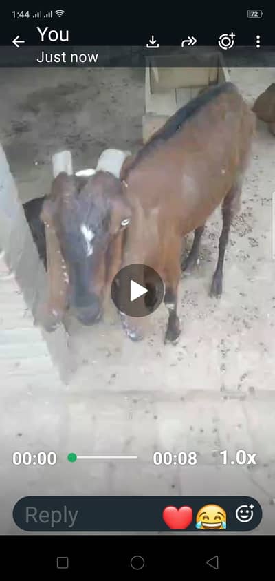 Nari Goat for sale