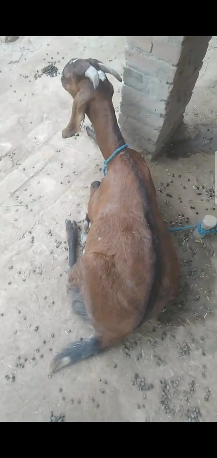 Nari Goat for sale — photo 2