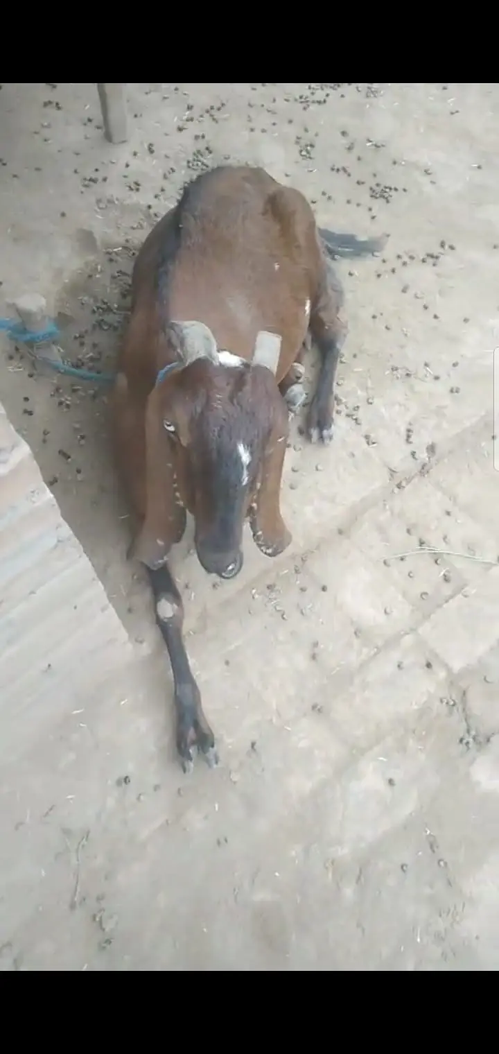 Nari Goat for sale — photo 3