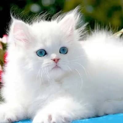 Energetic male white Russian cat