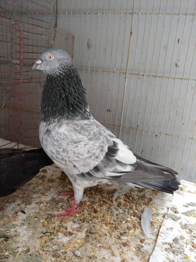 kamagger male for sale . .