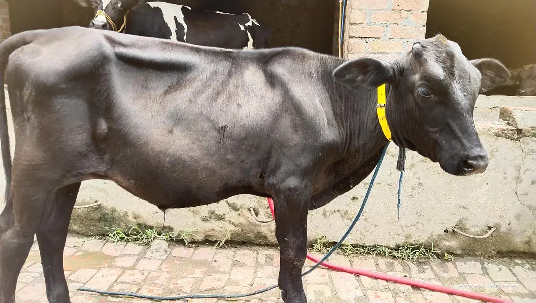 آسٹریلین وچھی پہلا وارا — photo 5