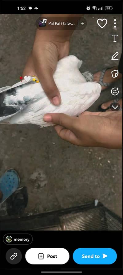 teddy pigeon