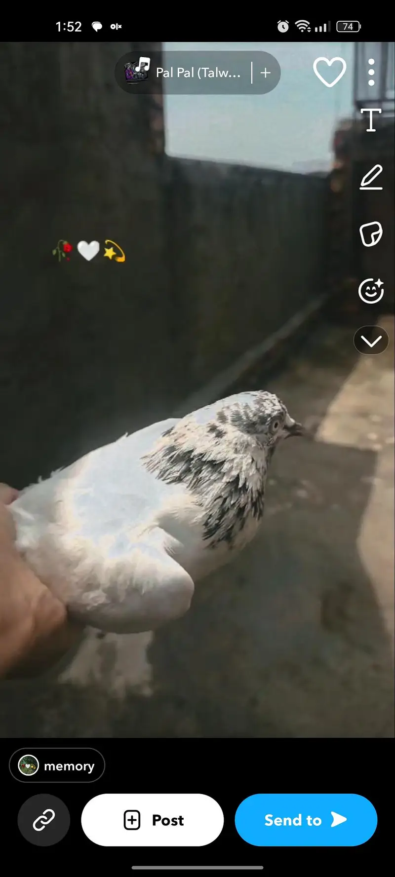 teddy pigeon — photo 2