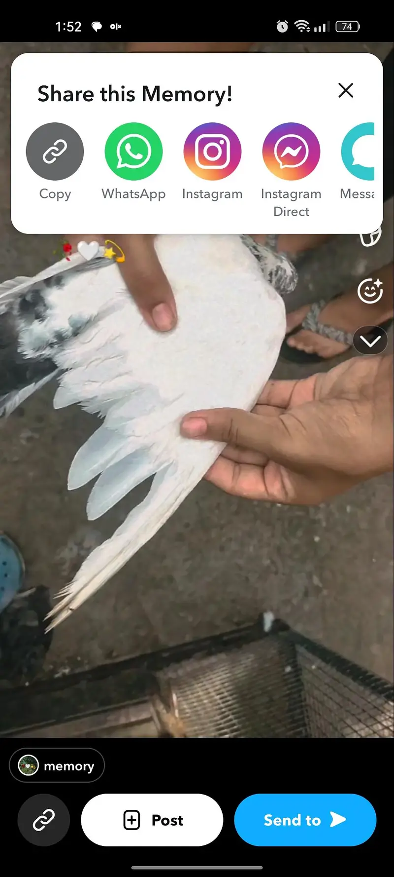 teddy pigeon — photo 3