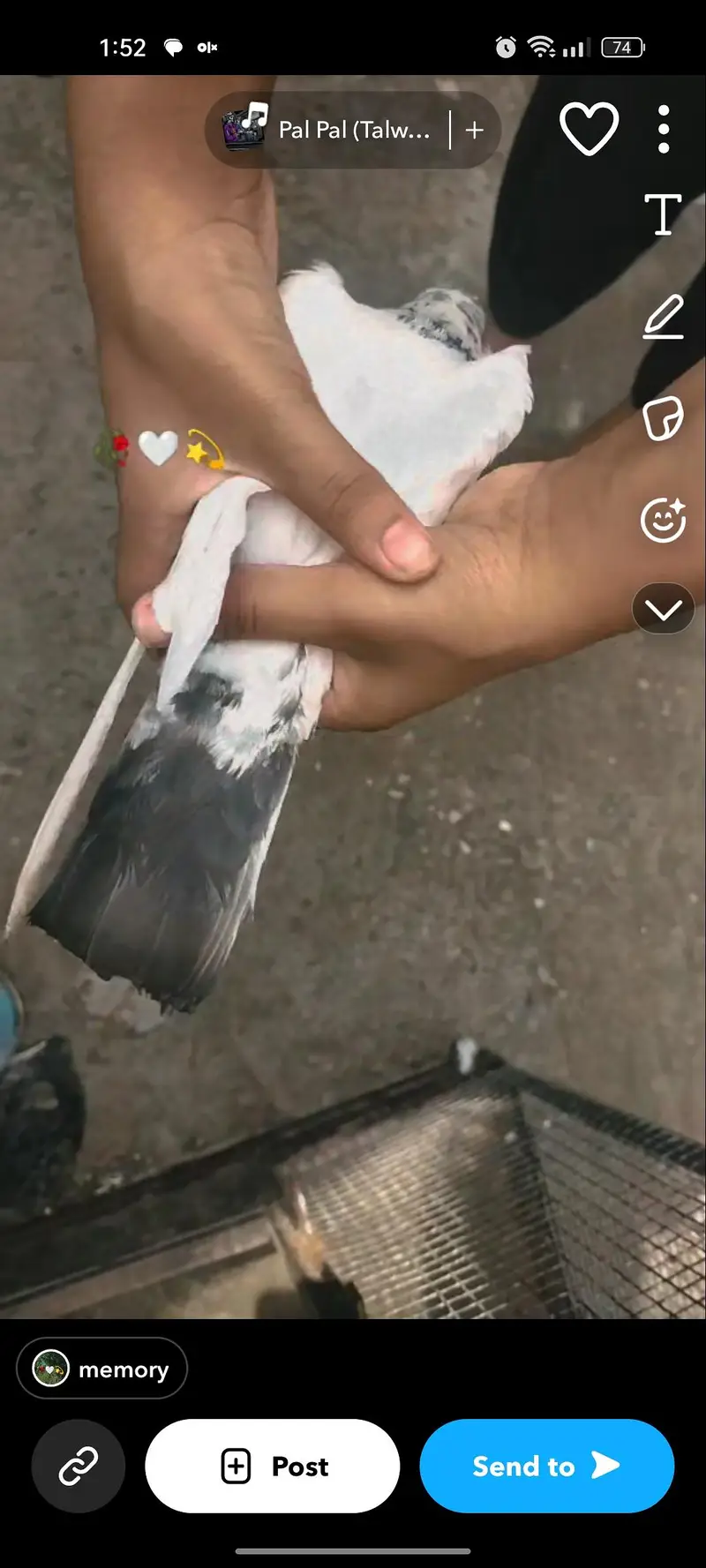 teddy pigeon — photo 4