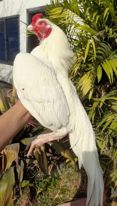 Top Quality paper white Heera Aseel male Available