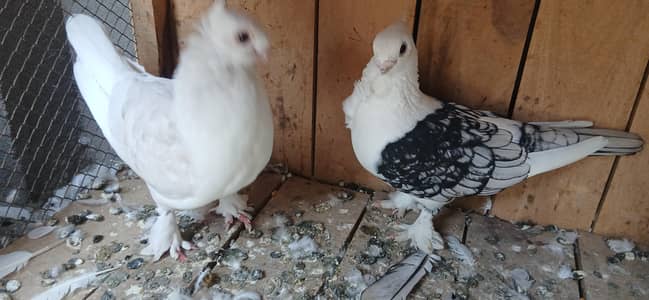 dunlace male and black cherry female