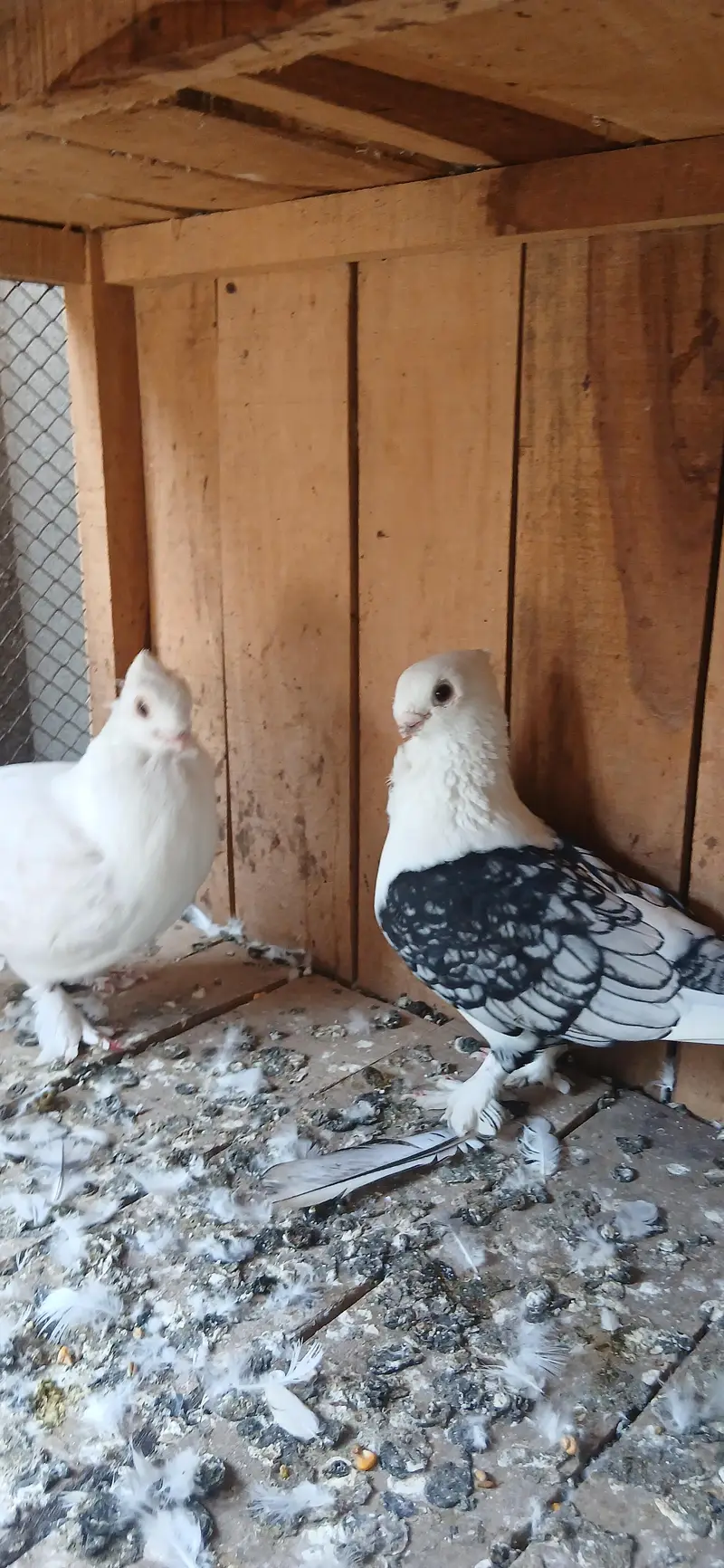 dunlace male and black cherry female — photo 2