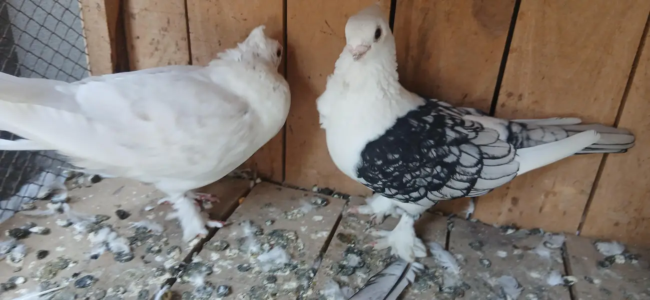 dunlace male and black cherry female — photo 3