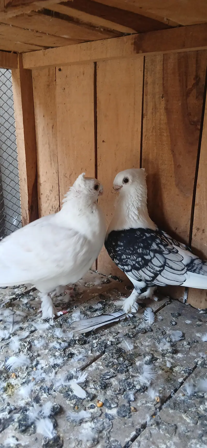 dunlace male and black cherry female — photo 4