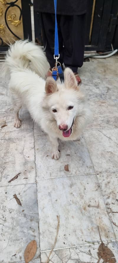 Female Japanese Spitz for Sale - Friendly & Healthy -