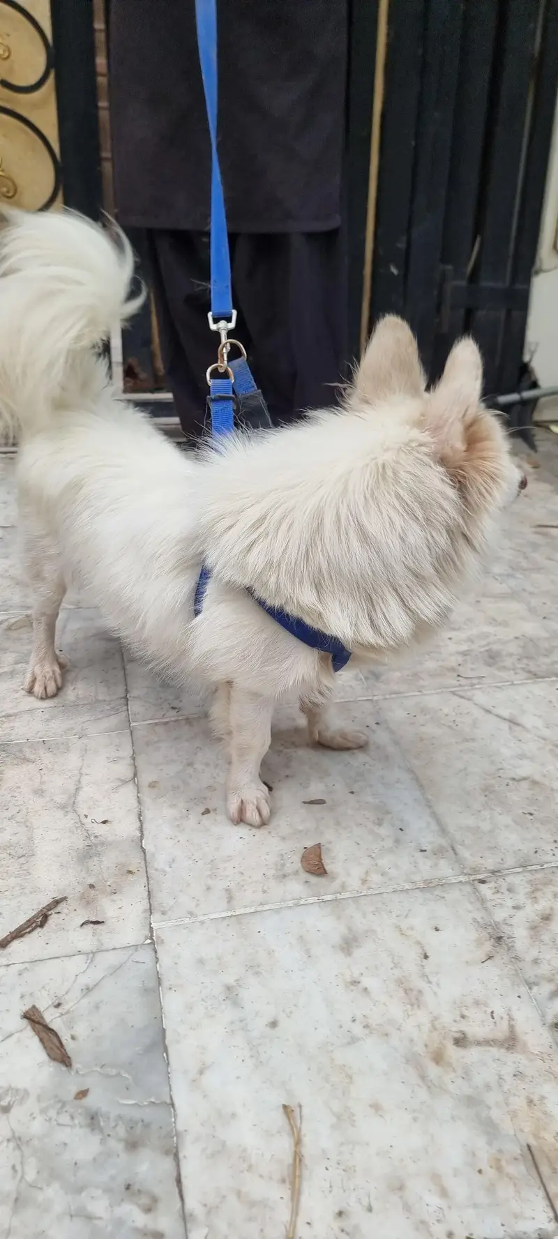 Female Japanese Spitz for Sale - Friendly & Healthy - — photo 2