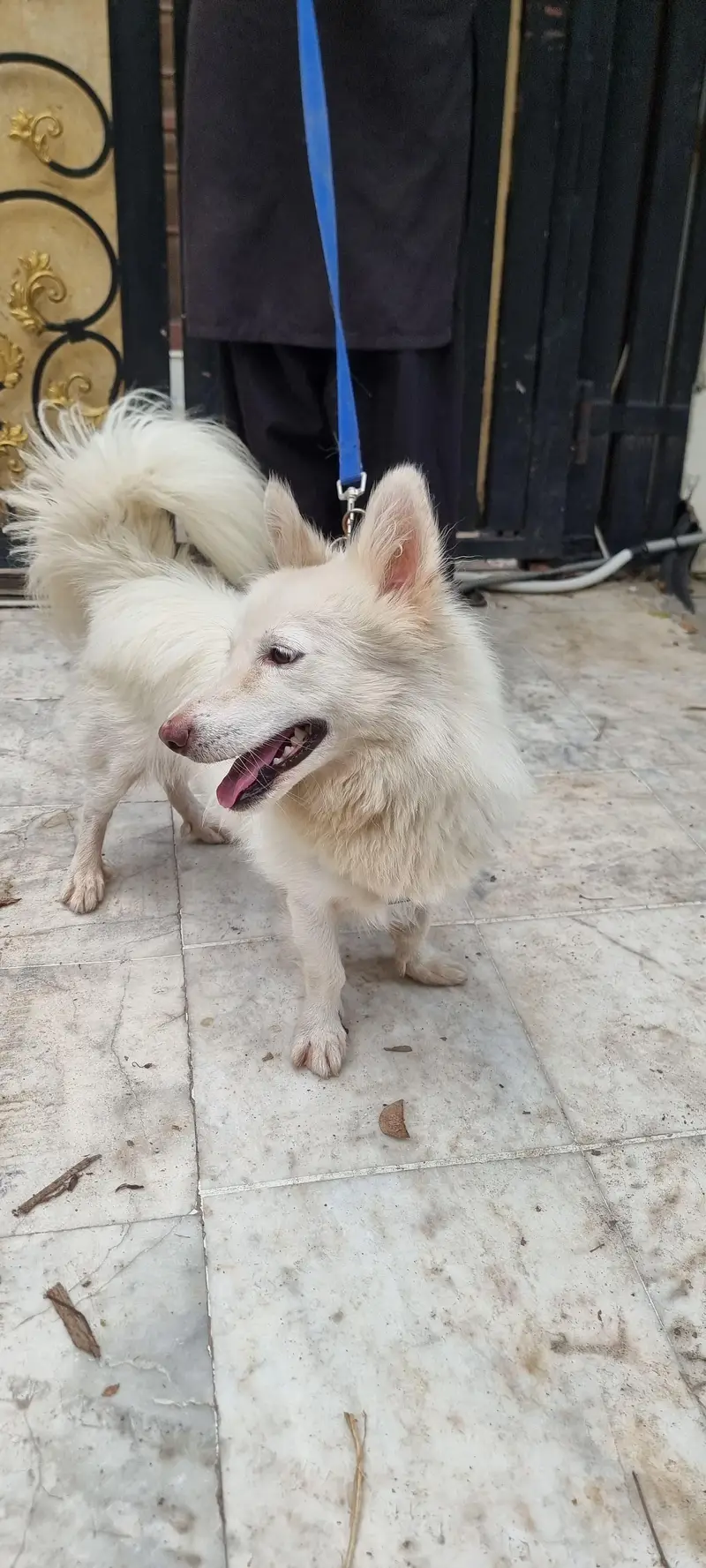 Female Japanese Spitz for Sale - Friendly & Healthy - — photo 3