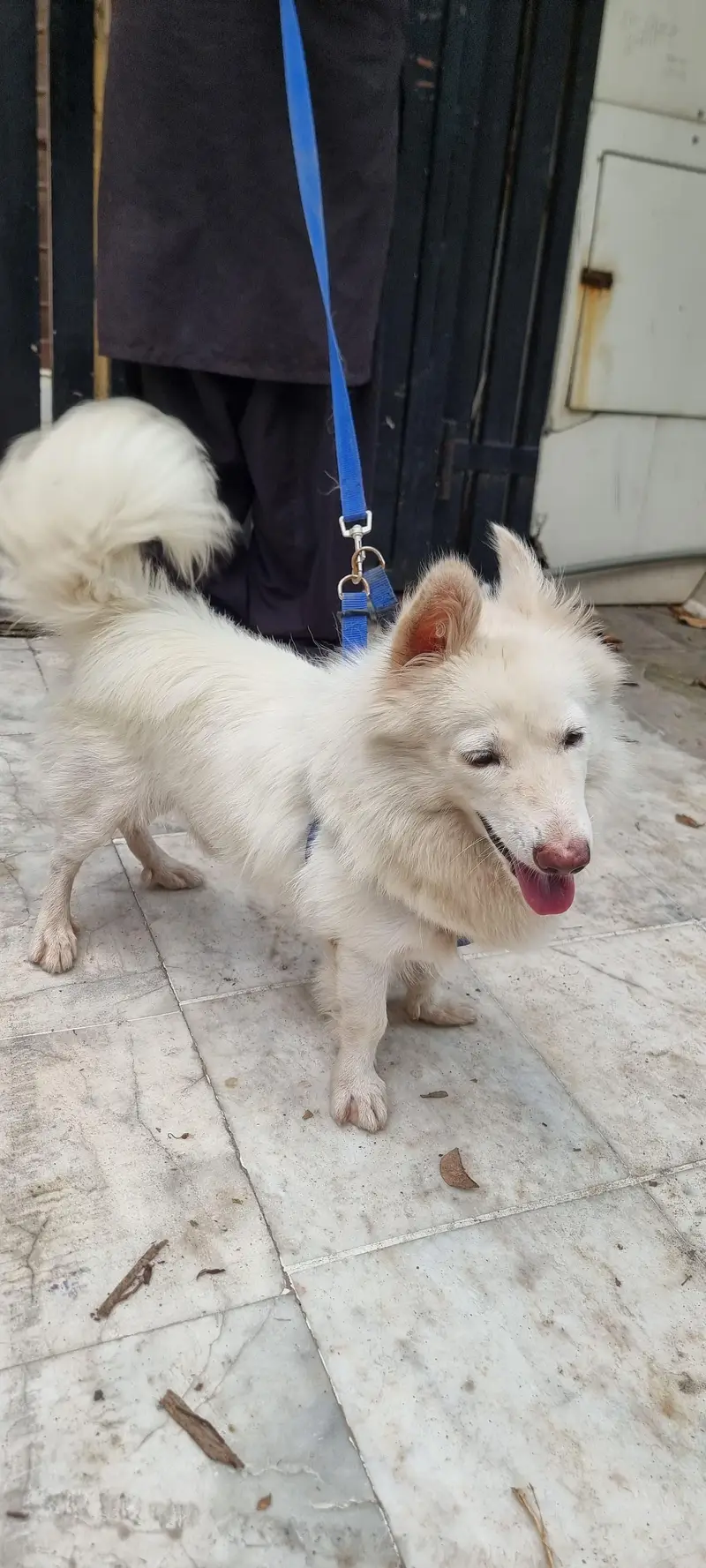 Female Japanese Spitz for Sale - Friendly & Healthy - — photo 4