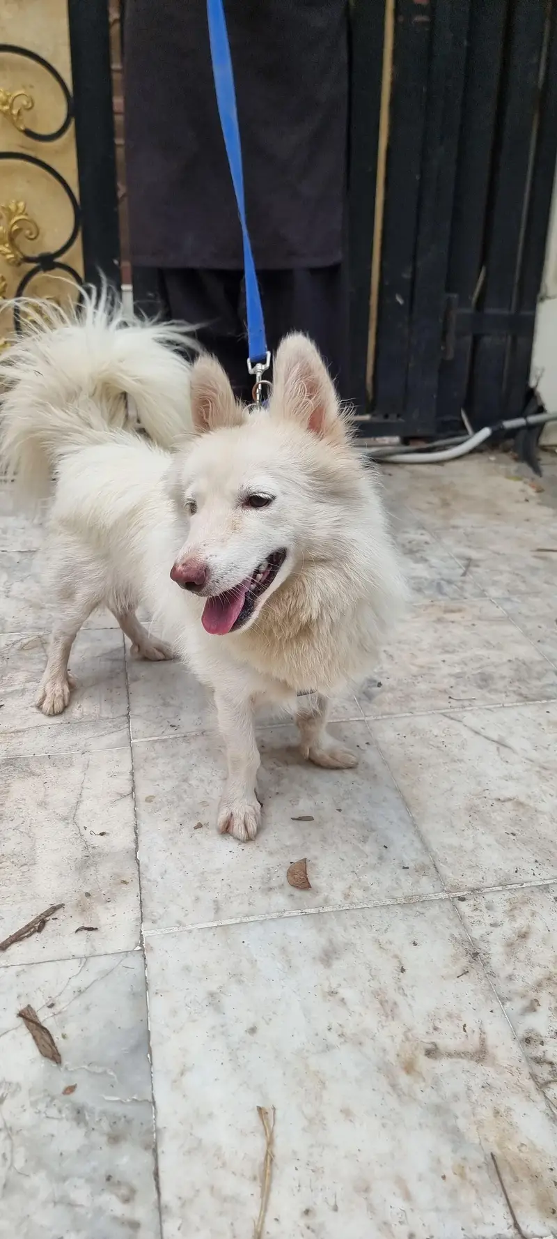 Female Japanese Spitz for Sale - Friendly & Healthy - — photo 5