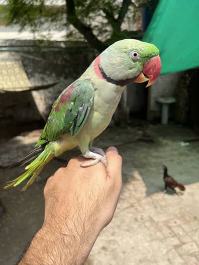Raw parrot