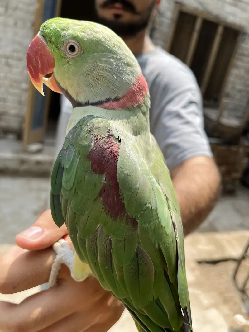 Raw parrot — photo 2