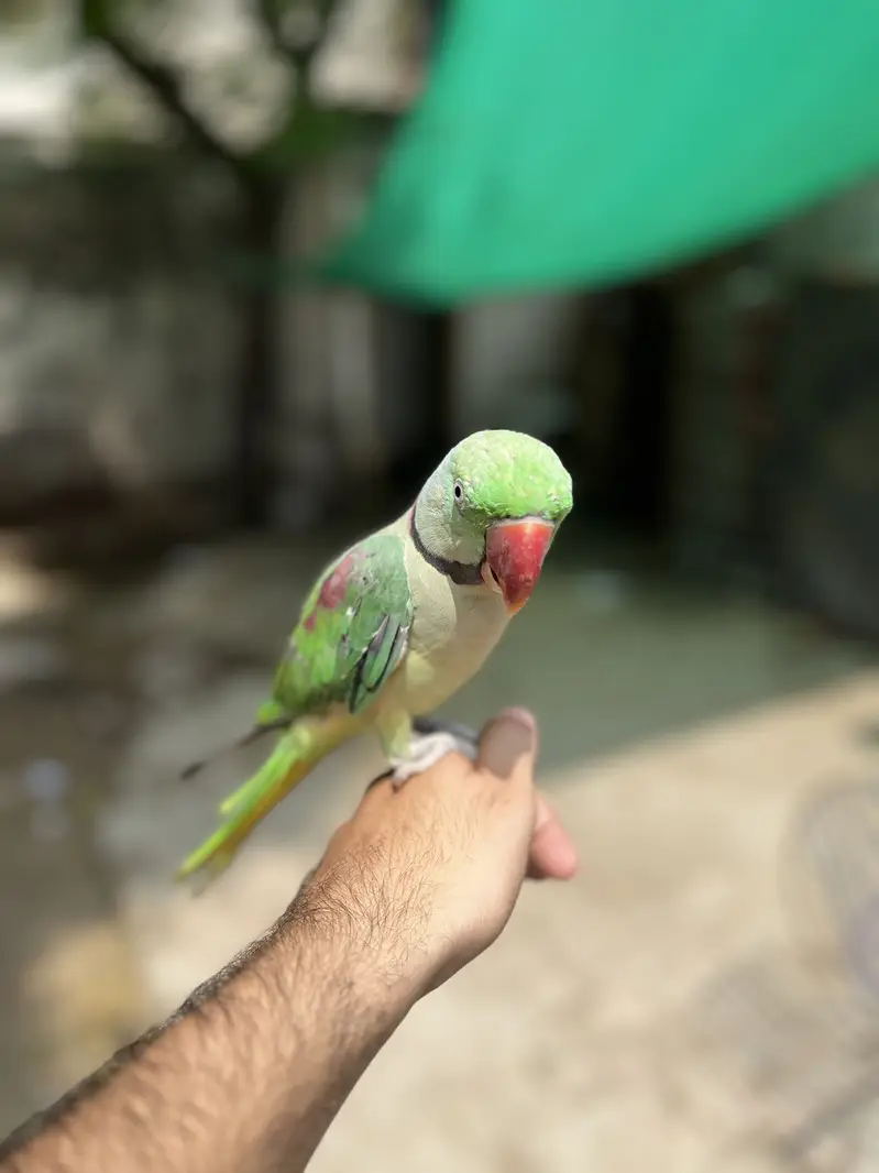 Raw parrot — photo 3
