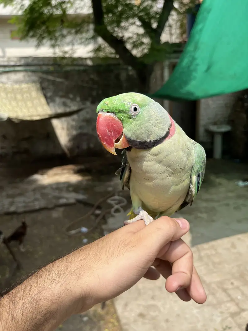 Raw parrot — photo 4