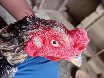 1 murga 3 phaty for sale