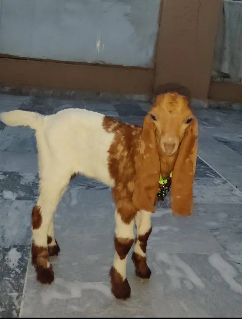 Bital nasal ha color brown and white for sale age 3 month — photo 2