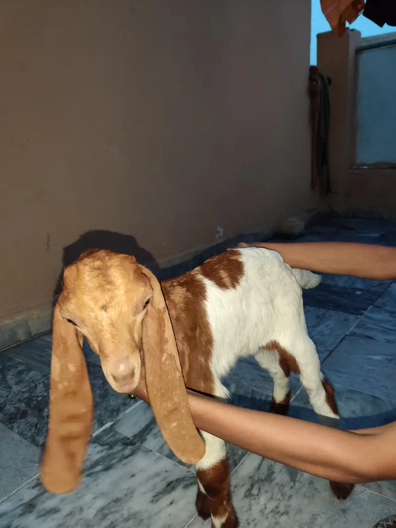 Bital nasal ha color brown and white for sale age 3 month — photo 3